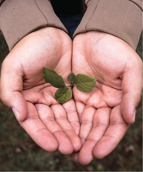 Hands holding a sprout of a new plant.